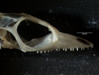 Media type: image;   Herpetology R-80541